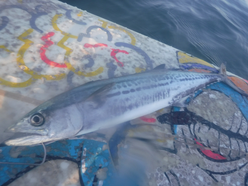 サゴシの釣果