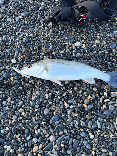 セイゴ（マルスズキ）の釣果