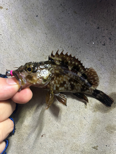 カサゴの釣果