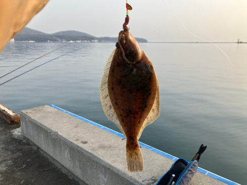 カレイの釣果