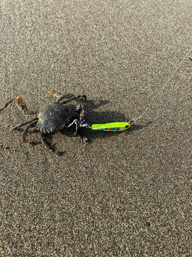 モクズガニの釣果