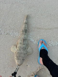 コチの釣果