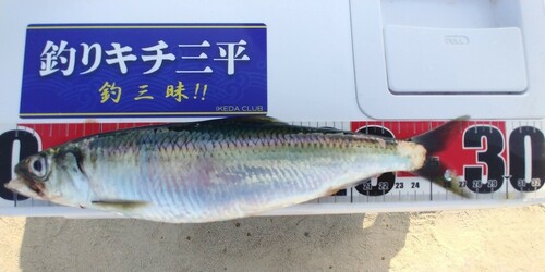 ニシンの釣果