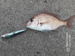 マダイの釣果