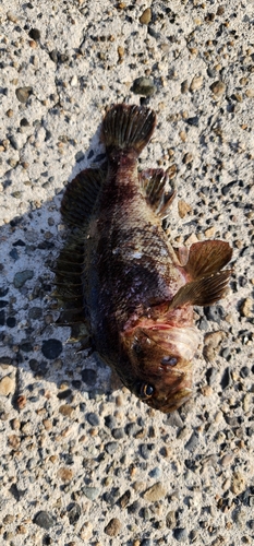 メバルの釣果