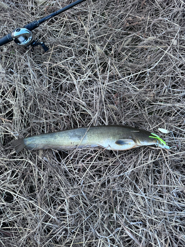 ナマズの釣果