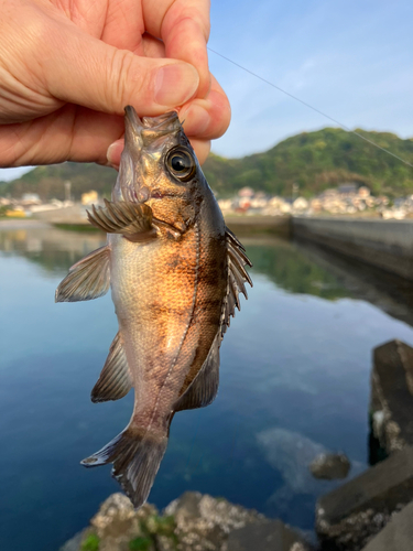 メバルの釣果