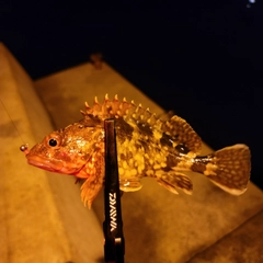 カサゴの釣果