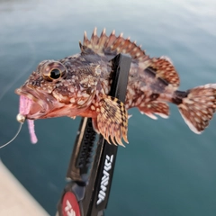 カサゴの釣果