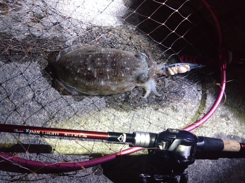 コウイカの釣果