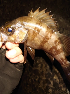 メバルの釣果