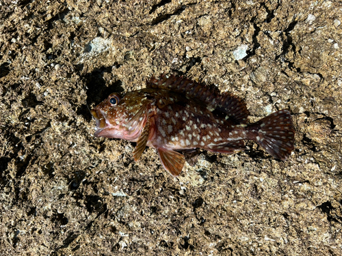 カサゴの釣果