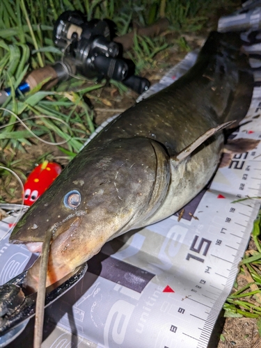 ナマズの釣果