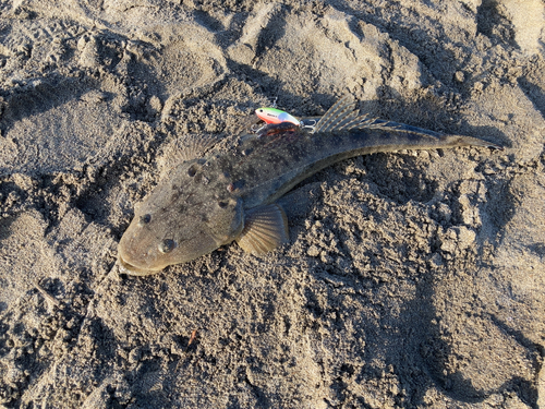 マゴチの釣果