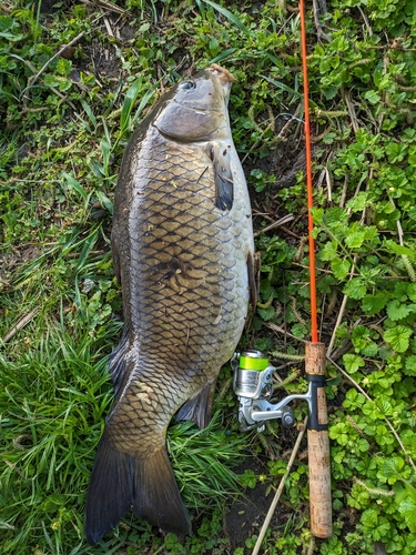 コイの釣果