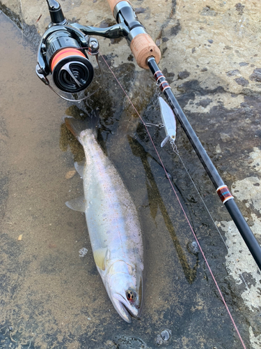 ヤマメの釣果