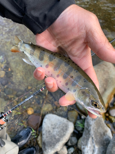 ヤマメの釣果