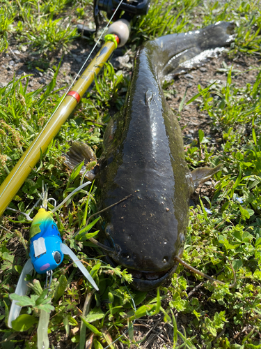 ナマズの釣果