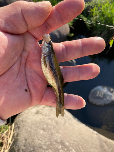 アブラハヤの釣果