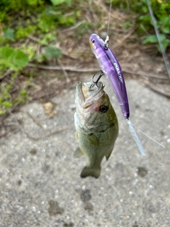 ブラックバスの釣果