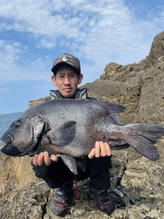 イシダイの釣果