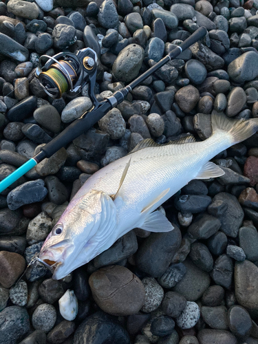 ニベの釣果