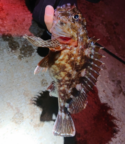 カサゴの釣果