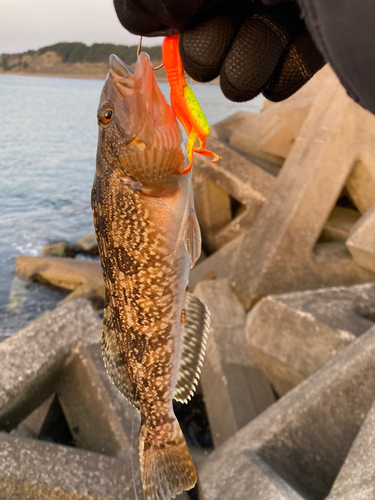 アブラコの釣果