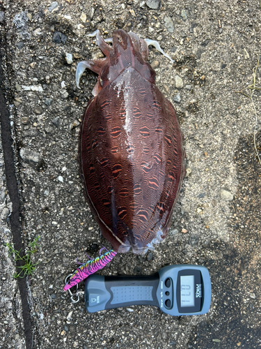 カミナリイカの釣果