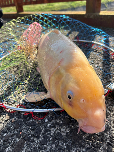 コイの釣果