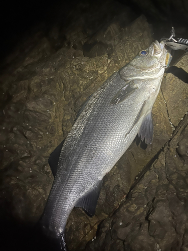 ヒラスズキの釣果