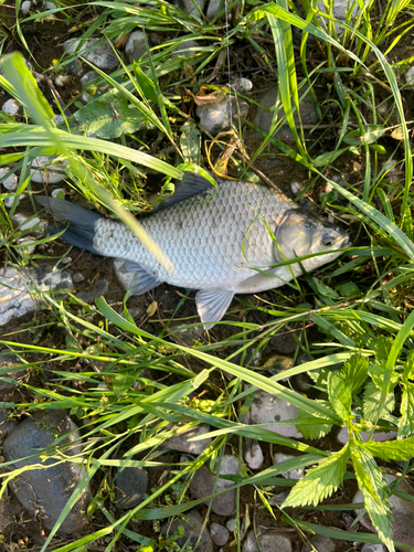 ヘラブナの釣果