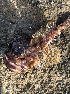 ニジカジカの釣果