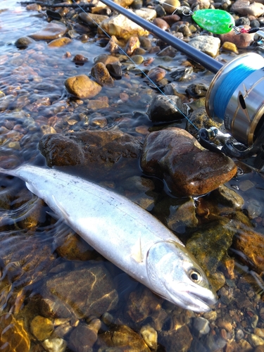 ヤマメの釣果