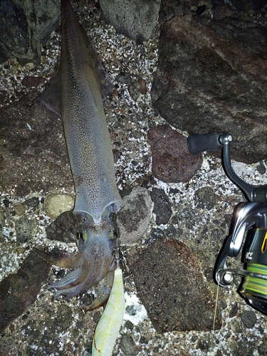 コウイカの釣果