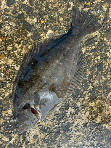 ヒラメの釣果