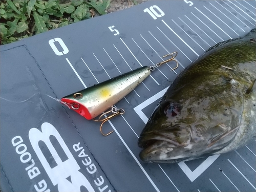 スモールマウスバスの釣果