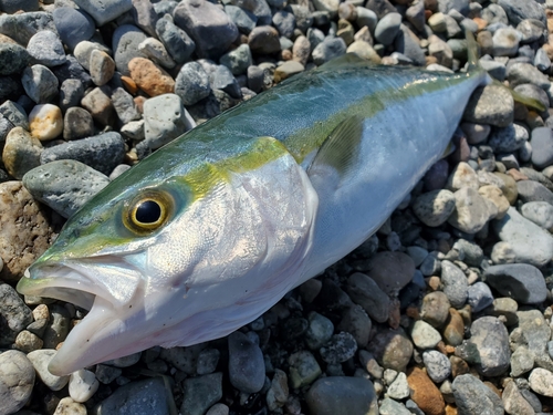 ワカシの釣果