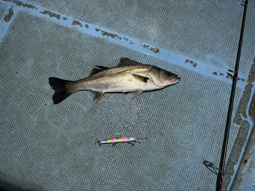 シーバスの釣果