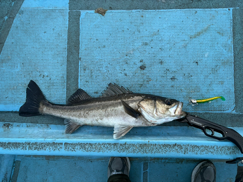 シーバスの釣果