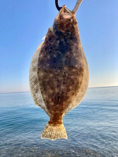 ソゲの釣果