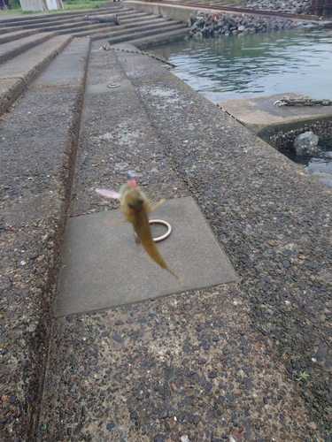 ハゼの釣果