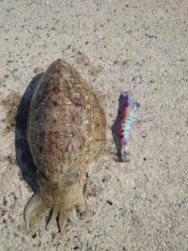 モンゴウイカの釣果