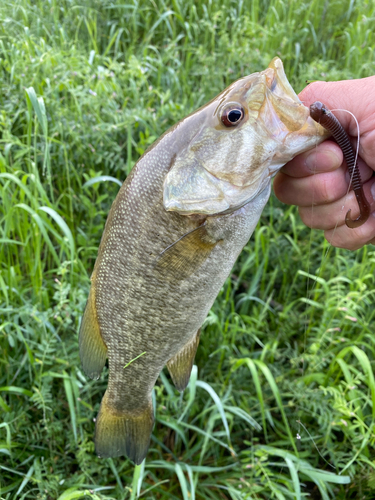 スモールマウスバスの釣果