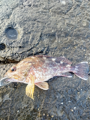 カサゴの釣果