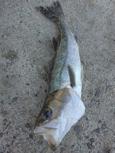 セイゴ（マルスズキ）の釣果