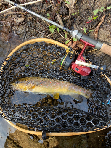 ブラウントラウトの釣果