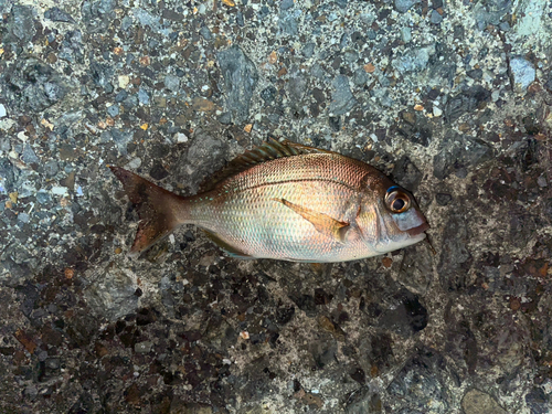 チダイの釣果