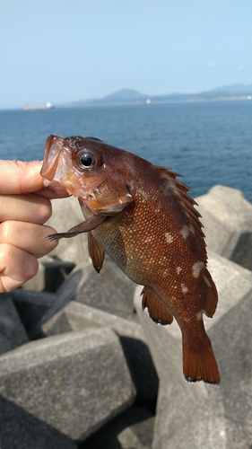 ガヤの釣果