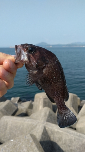 函館湾